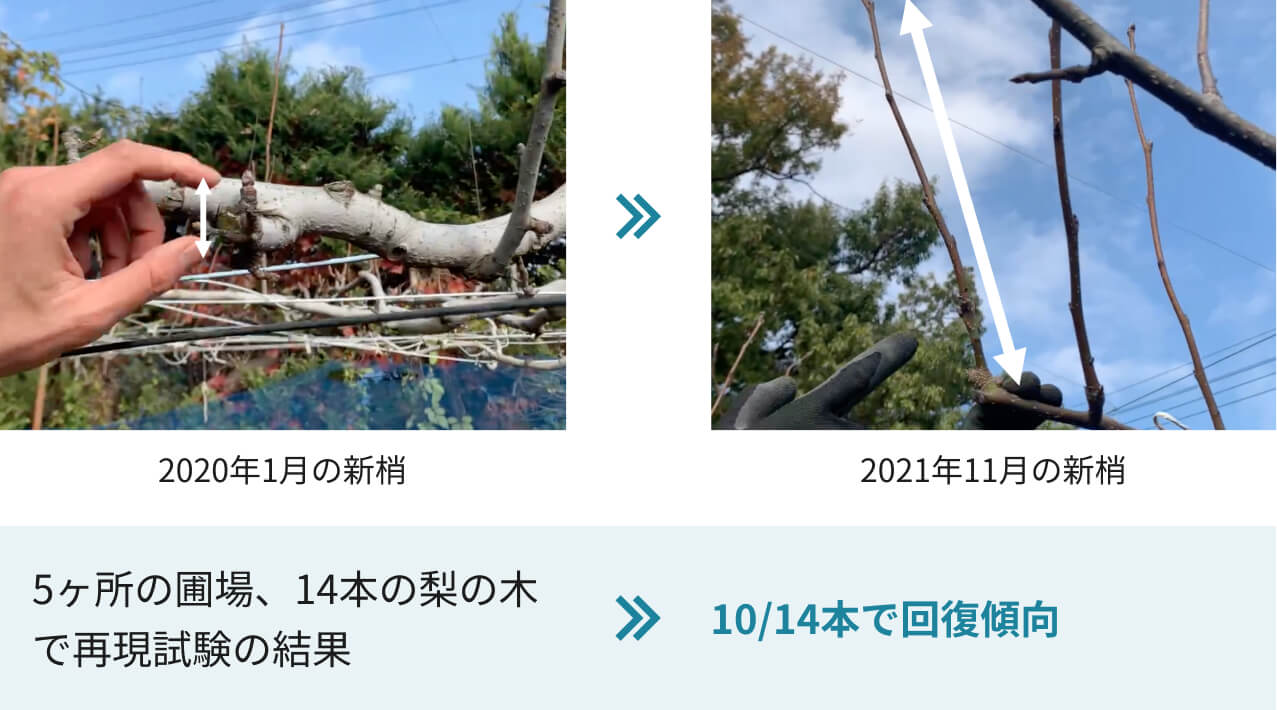 2020年1月の新梢→2021年11月の新梢　5箇所の圃場、14本の梨の木で再現試験の結果→14本中10本で回復傾向