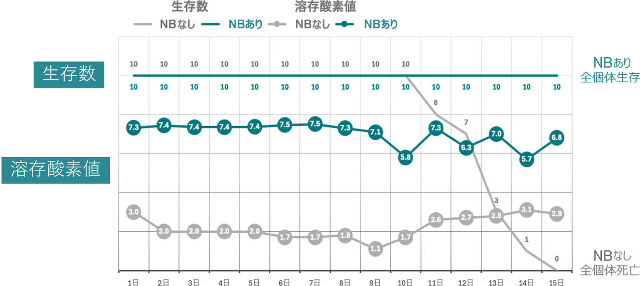 NBありとなしでの生存数と溶存酸素値の比較グラフ。全体的に生存数・溶存酸素値ともにNBありの方が高く、15日間の試験期間中にNBなしの方は全個体が死亡してしまったが、NBありの方は全個体が生存していた。