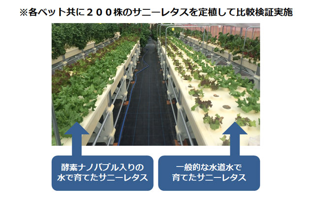 「水で日本の農業が変わる」ナノバブルウォーターe-sodachi（いいそだち）のご紹介│画像2