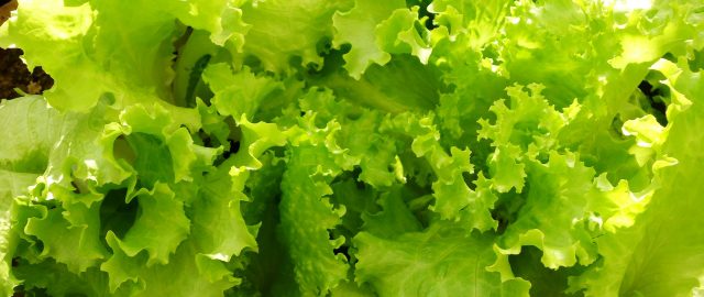 lettuce